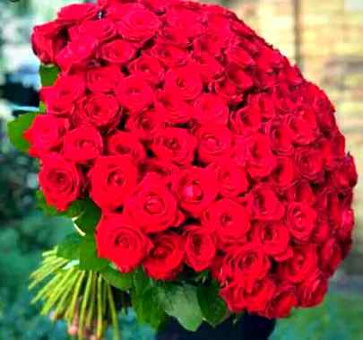 MUGHAL SHAYRNI love red rose🌹🌹🌹🌹🌹