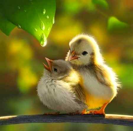 Asslam-o-Alikum everyone