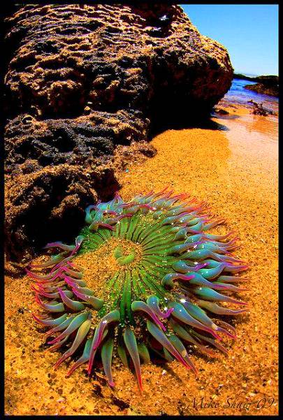 ✨✨sea Anemone✨✨