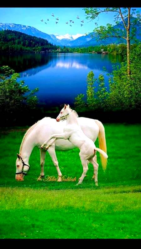 Horse photography!