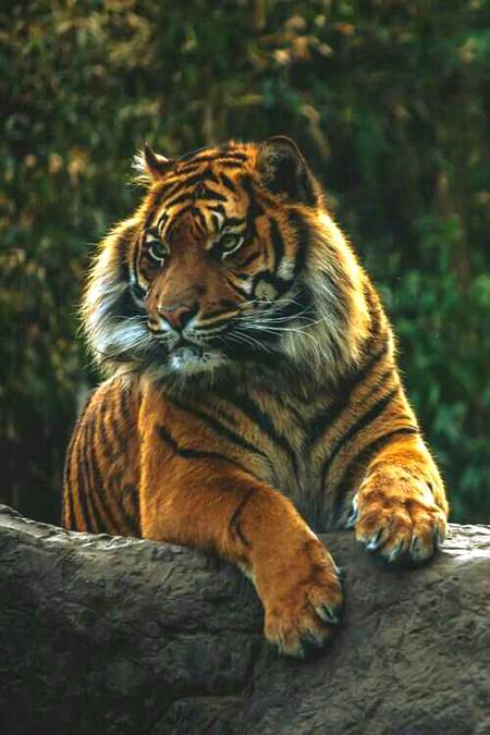 Edited pic of tiger🔥2020