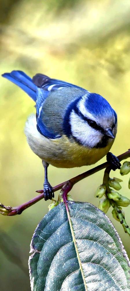 A beautiful blue tit💕💕