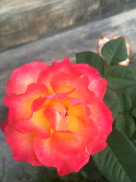 Flowers 🌹
