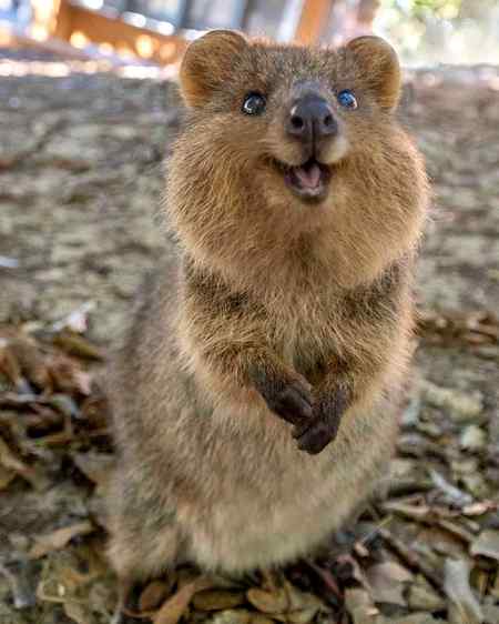 Cute animal consider 🔥👌🏻