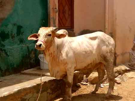 Qurbani ke leye he friends
