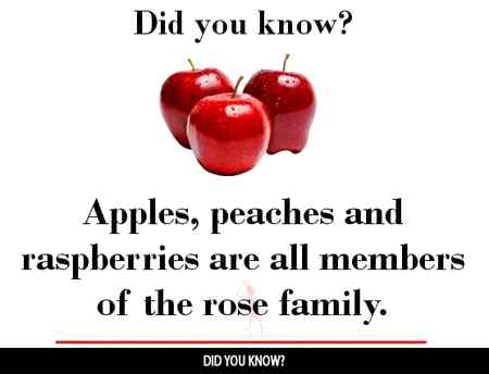 Did u know ?