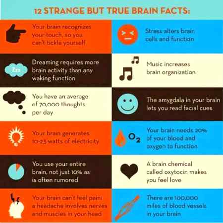 Facts about brain
