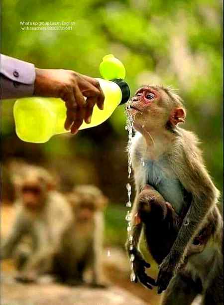 *Kindness is a language which a deaf can hear and a blind can see*...