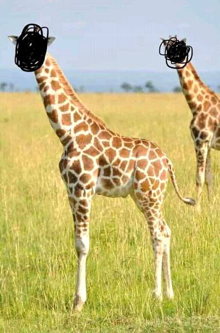 Guess the animal general knowledge question