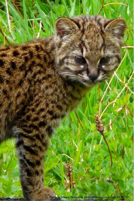 The size of a tiny housecat,kodkods are the smallest wild cats found in the Americas.One of the smallest cats in the world, kodkods live Mostly in the rainforests of South America 💕💕