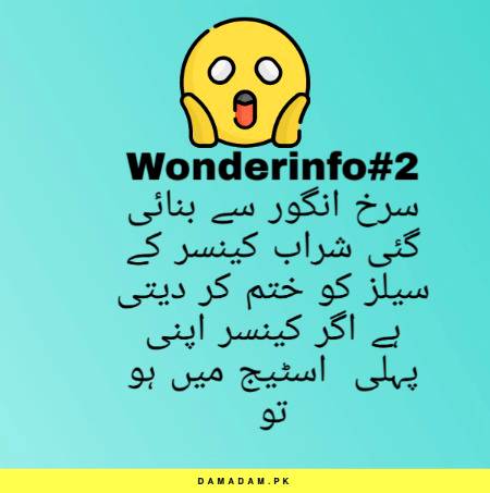 Wonderinfo_2