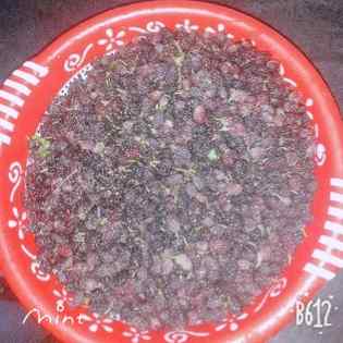 شہتوت پسند ہیں تو آجائو🤭🤭🤭