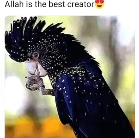 Allah is the best creator