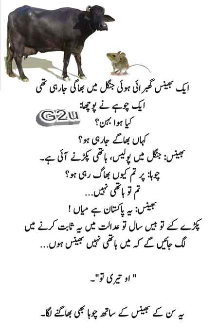 Pathan boy