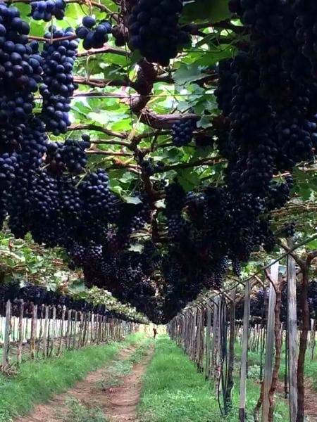 Black grapes vineyard very attractive wao
