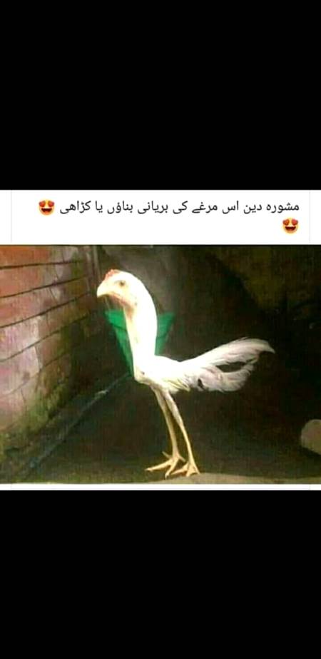 السلام علیکم