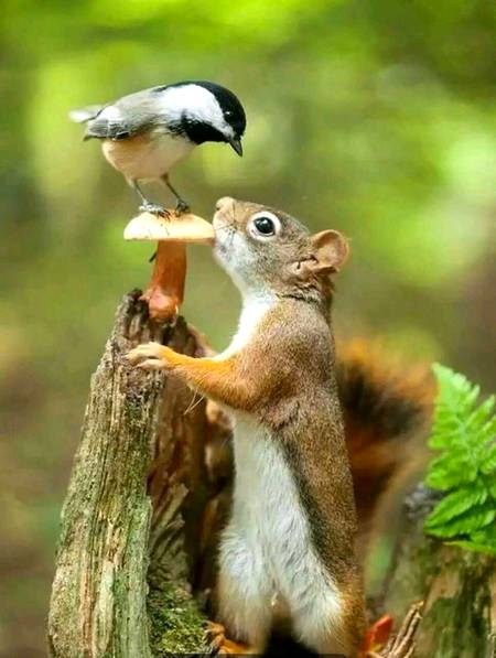 A beautiful pic of sparrow and squirrel  try to making a piece of mushroom 🔥