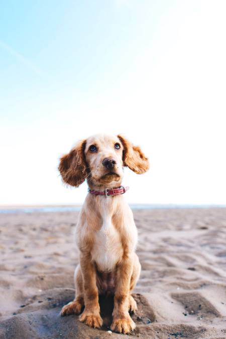 for dog lovers..!