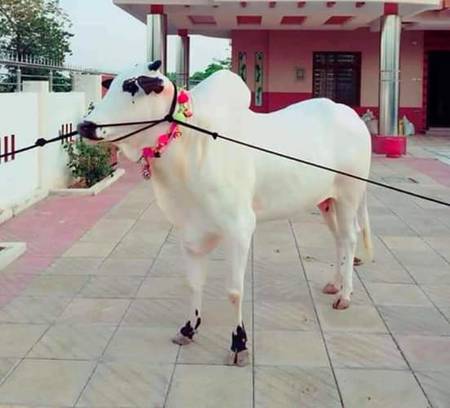 Kaisa hain janwar qorbani ka 🤔 acha hain ya nai