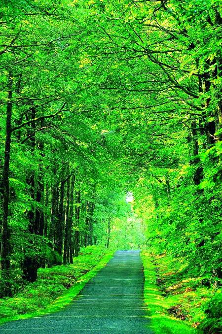 Woodland backdro,Amazon in Brazil