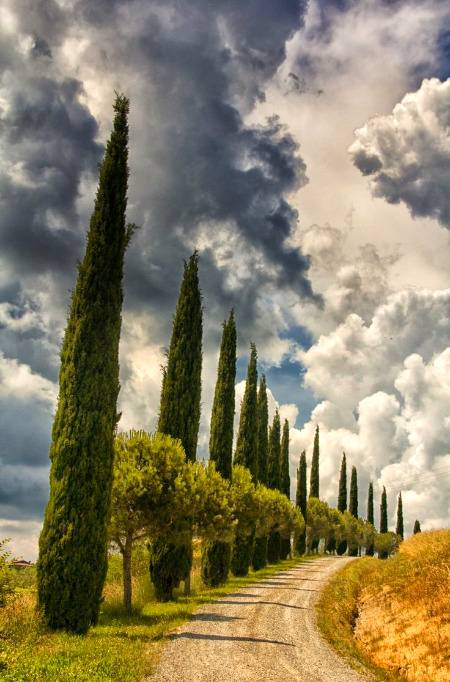 Cypress row in val d'orcia Italy