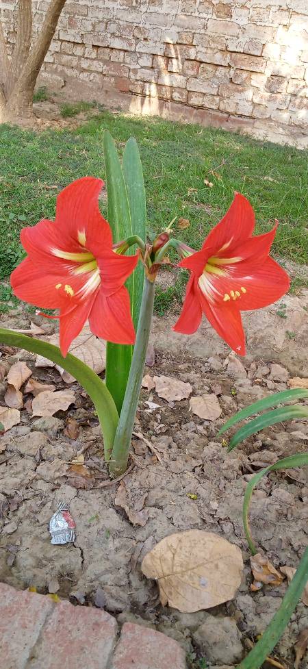 Allah wo hamesha is phool ki tarh muskarate rhein jin mein wabasta hon😍