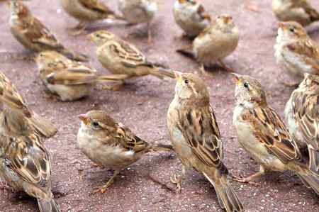 میں ان کو ڈال کر دانا بہت مسرور ہوتی ہوں
مجهے آنگن کی چڑیوں سے دعا لینے کی عادت ہے —