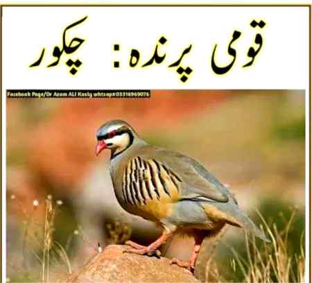 Pakistan information