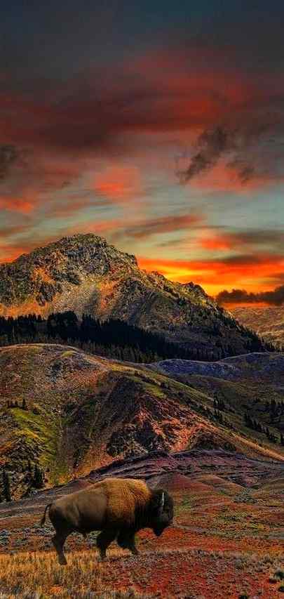 Yellowstone national park