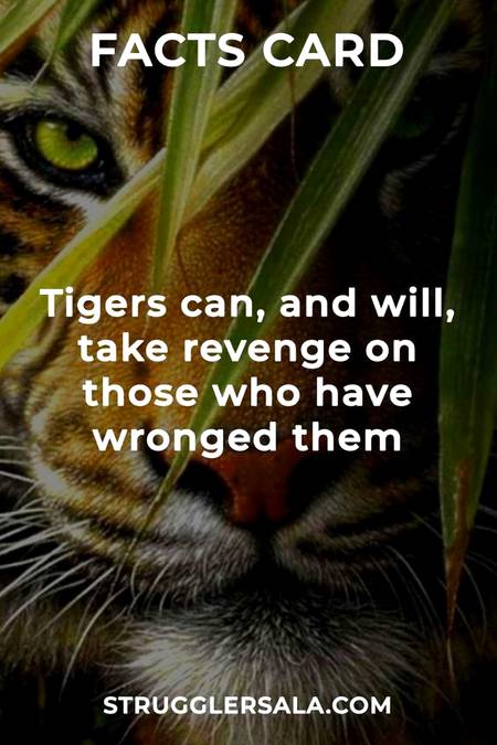 did you know that About Tigers..
