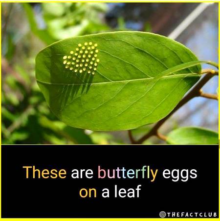 These are the eggs of butterfly