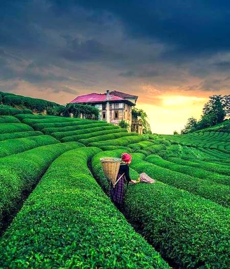 Black Tea field, Turkey ❤️