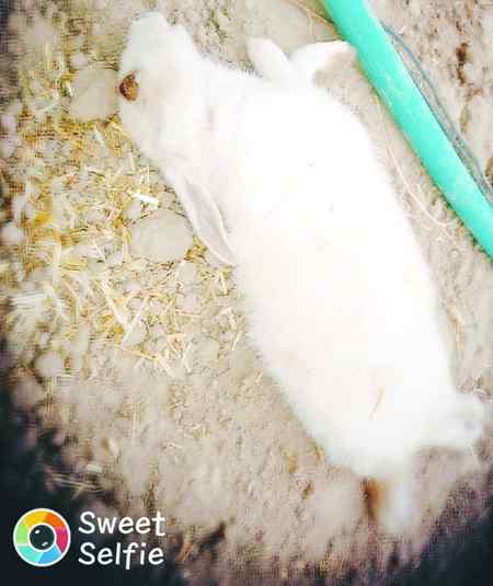 Hyee mira puloo mr gia kute ne mar dia hyeeee 😔😭😭😭😭