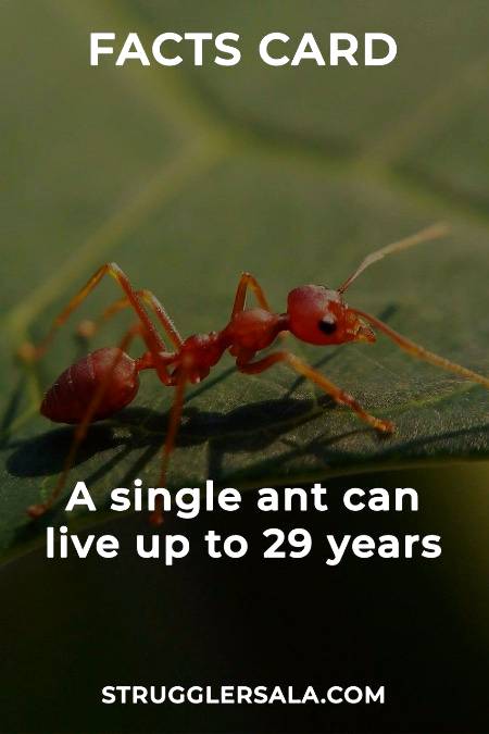 Do you know that about ant
