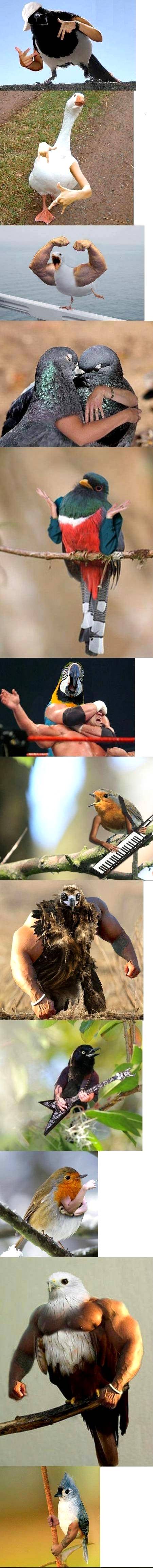 Birds with arms___fun substance