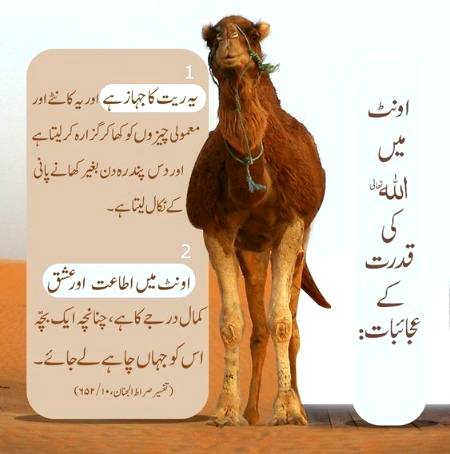 اونٹ میں الله کی قدرت کےعجاٸبات۔۔۔۔
