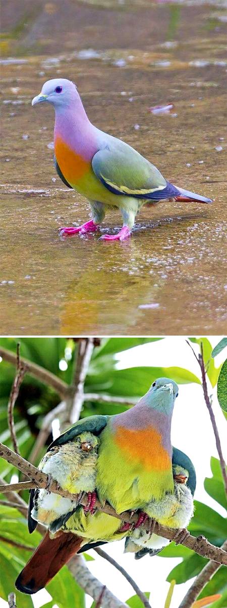 Step aside, fashion chickens, it's time for pigeons to stand in the spotlight and shine 💕💕