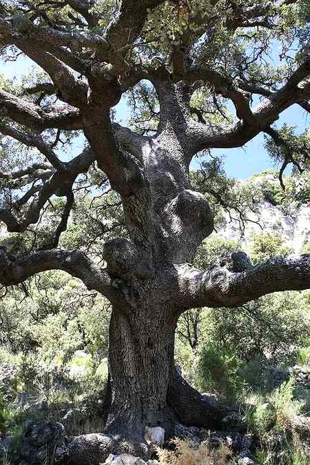Old oak tree present in Australia..🔥