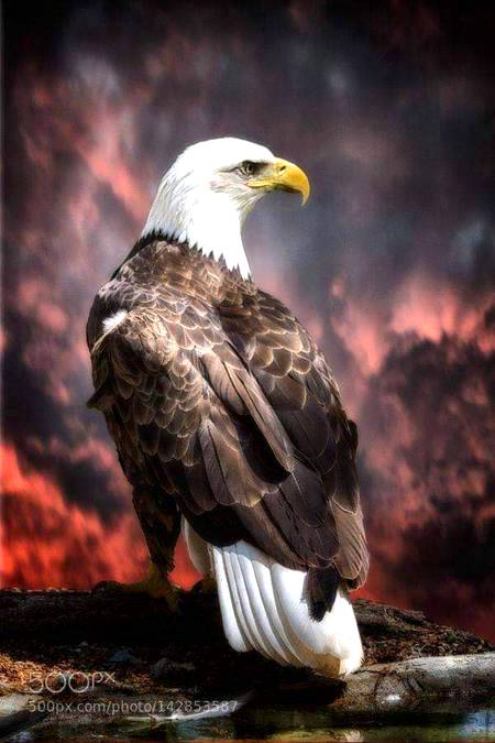 Amazing Eagle shot!