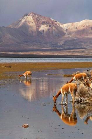 Vicunas,Lago Chungara,Lauca Nat.park💕💕