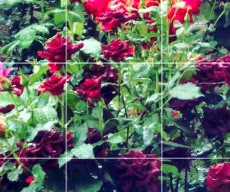 Love flowers.😍😍😘😘