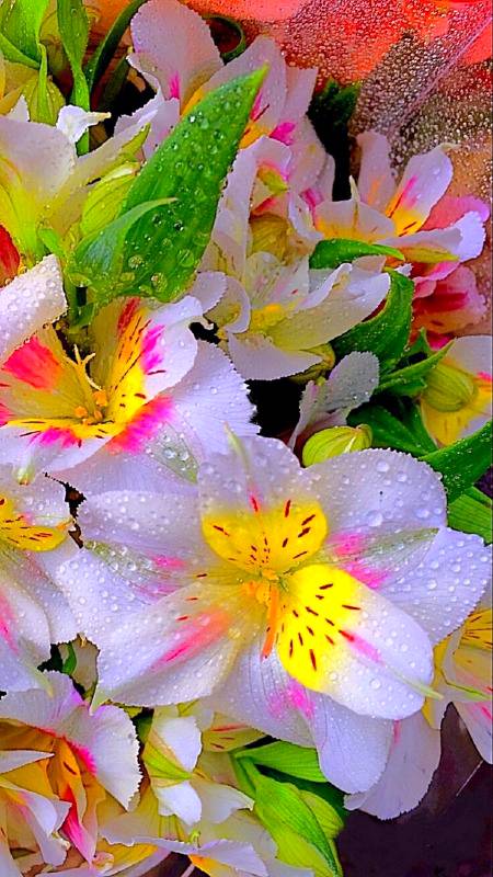 Beautiful flowers