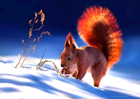 Cute squirrel photography!