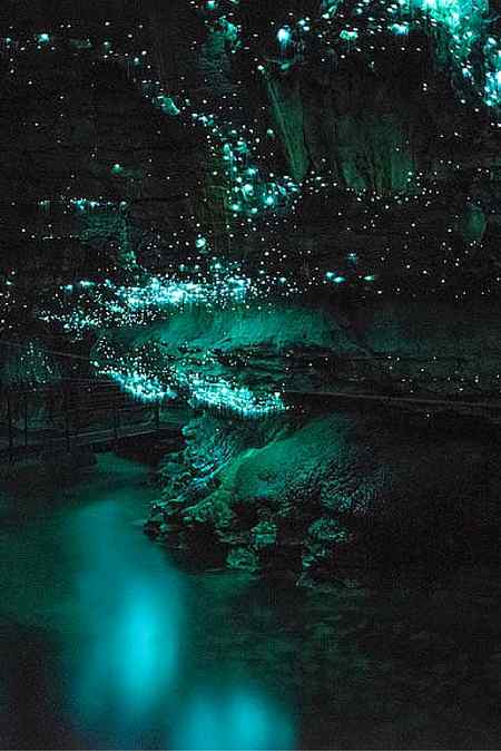 Best glow worm cave in new Zealand