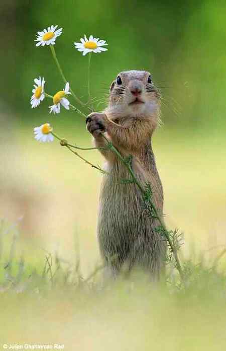 A beautiful pic of Squirrel that taking a branches of flowers... cute 😍😍