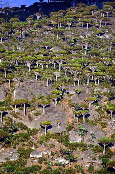 Dragon's blood trees