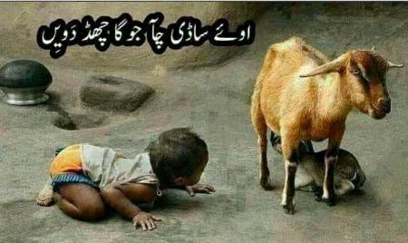 Sadi chaye waste chad dayin