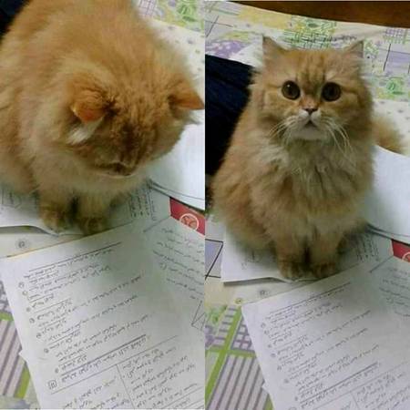 After 3 hours of explanation
Maths teacher: Kuch samajh aya?
Me: