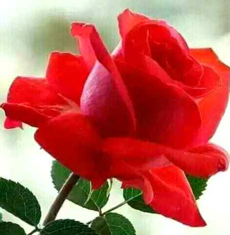 MUGHAL SHAYRNI🌹🌹🌹 arzu Mughal ji love red rose🌹🌹🌹