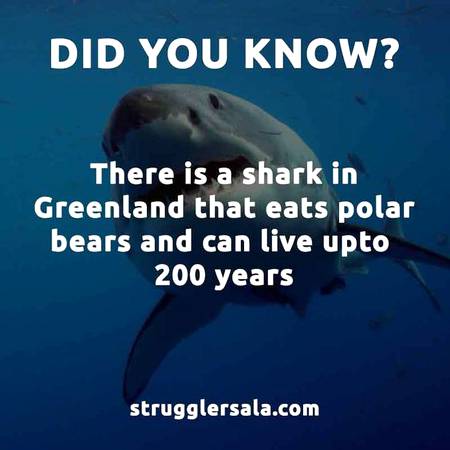 you should know that About Sharks